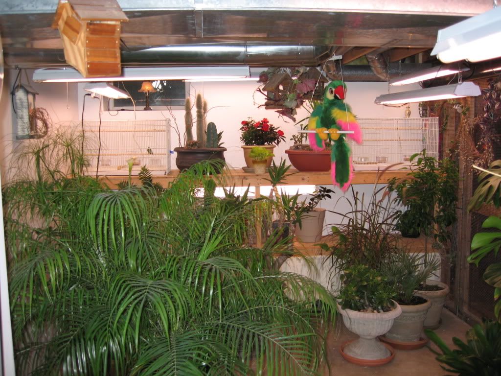 oct2009birdroom004.jpg