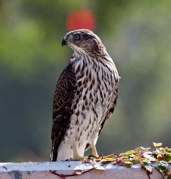 Babyhawk-fence.jpg