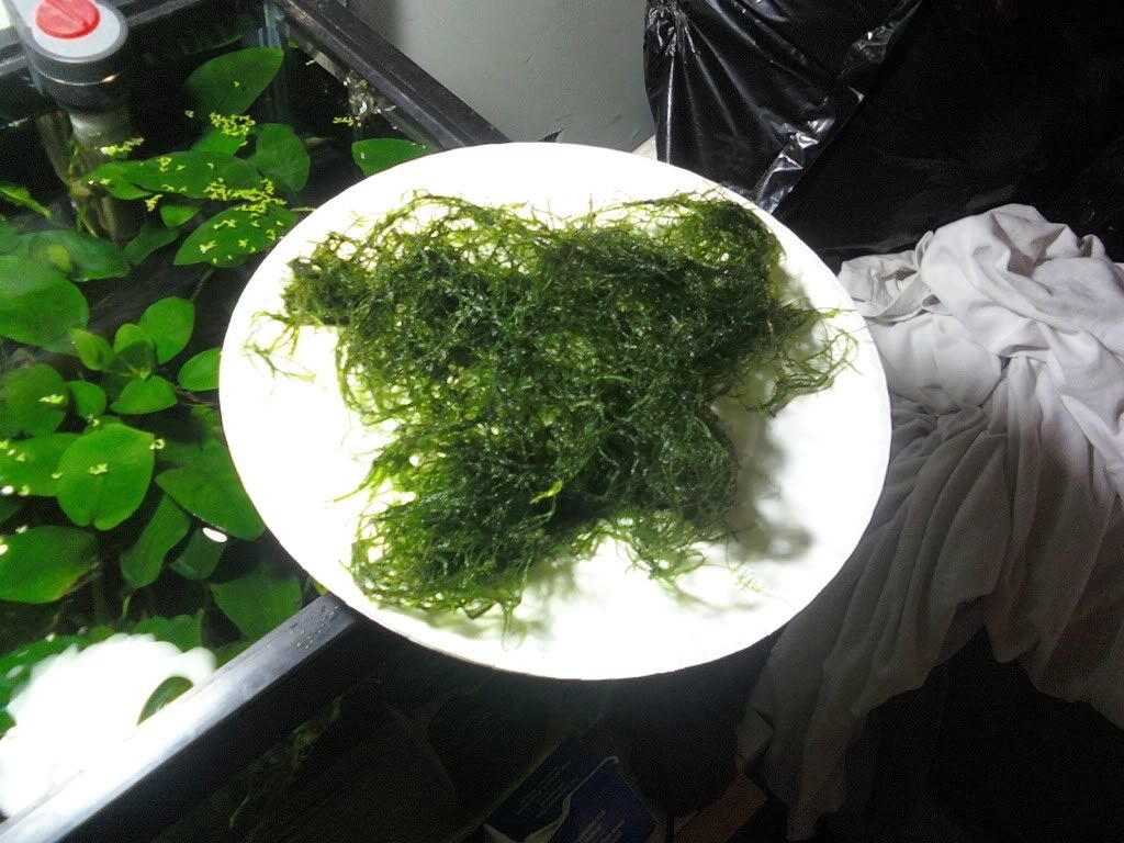 One portion of java moss