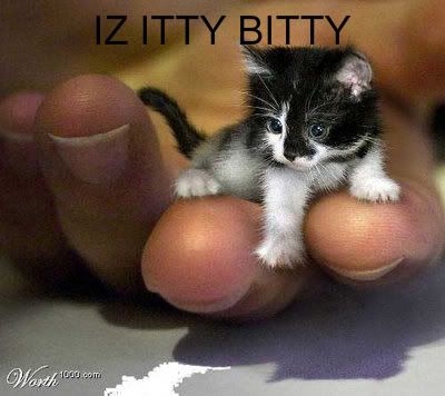 smallest-kitten.jpg