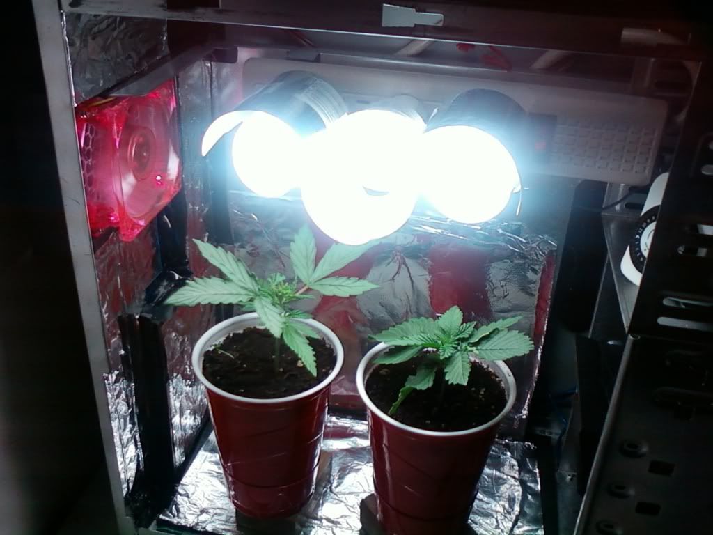 micro pc grow