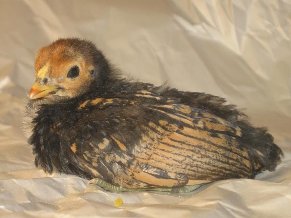 Sebright Breeders.... Chicks wrong colour? Page 2 BackYard Chickens