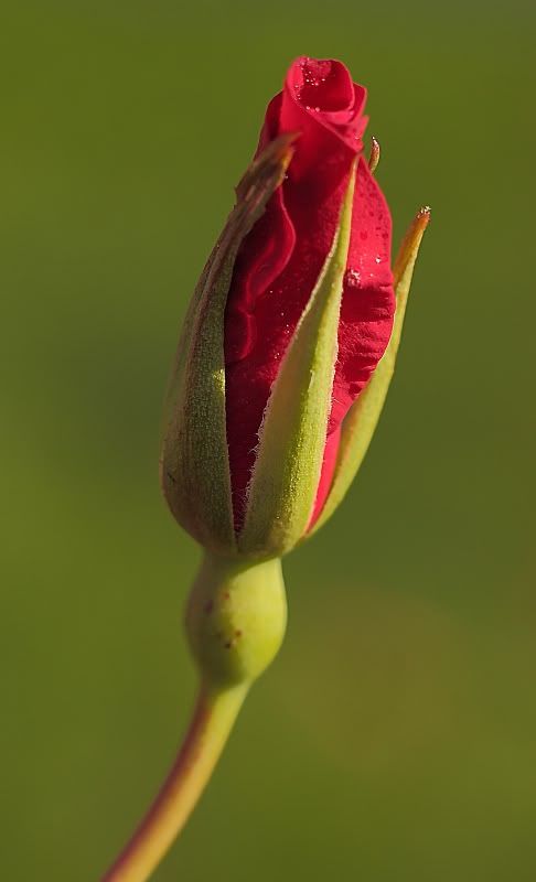 IMG_3316.jpg
