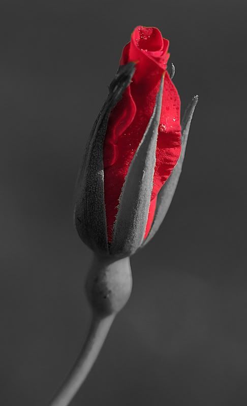 IMG_3316desaturata.jpg
