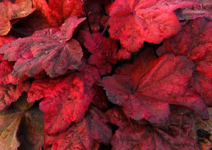 heuchera_autumn_leaves_LRG.jpg