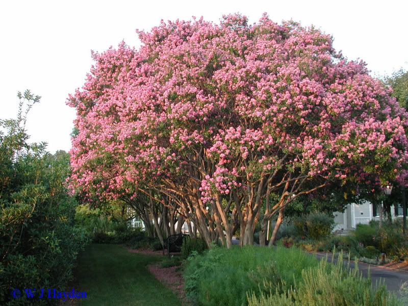 lagerstroemia_indica_LGBG_07s.jpg